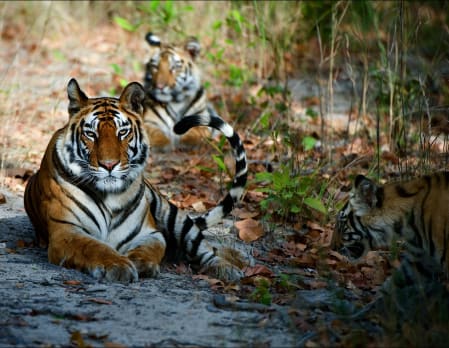 Wild India