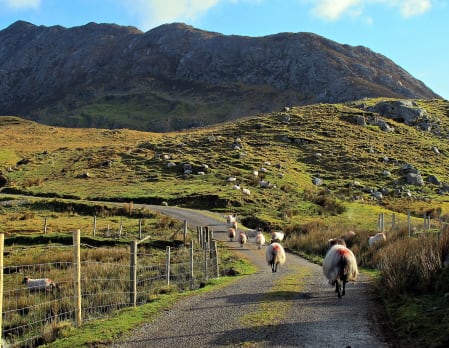 Irish Farm and Sheep Dog Herding