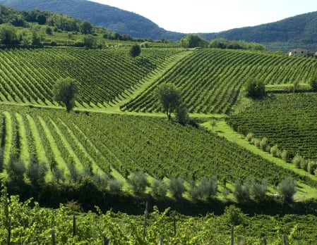 Brunello di Montalcino Vintage Tastings