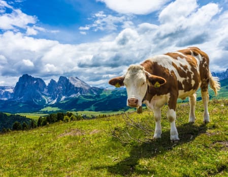 Hiking and Dairy Visit in the Alpe di Siusi