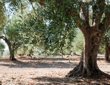 Meet the Olive Oil producer with the Lombardi Family