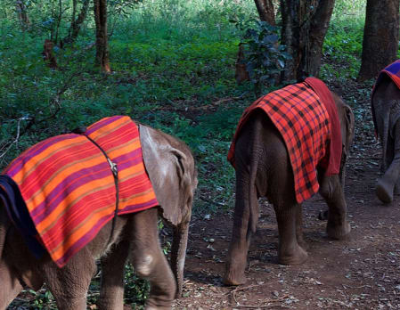 The David Sheldrick Wildlife Trust