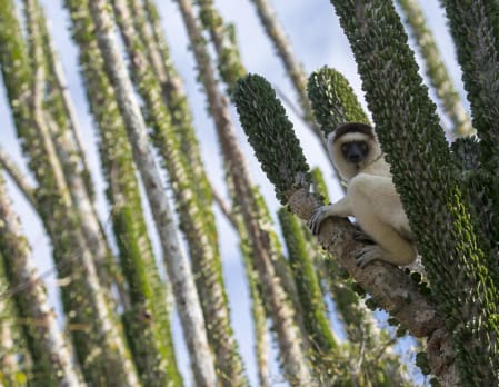 Explore the spiny forest