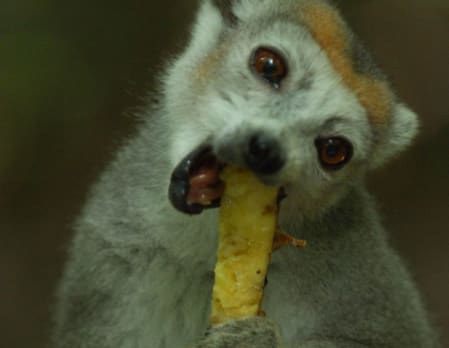 Lemur Island walk