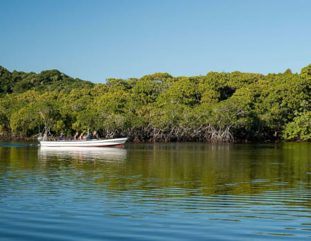 Scenic mangrove cruise at Manafiafy