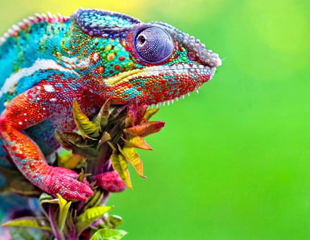 Family Fun in Madagascar and Mauritius
