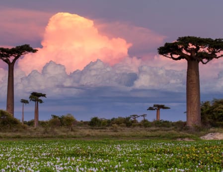 Ultimate Madagascar