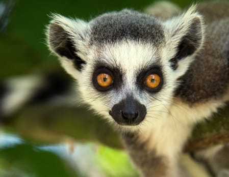 Wild Madagascar