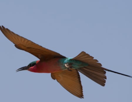 Bird Watching by the Zambezi