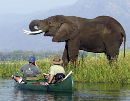 Canoeing Safaris