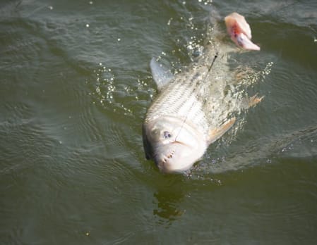Fishing on the Lower Zambezi