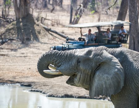Game Viewing at Mvuu Lodge