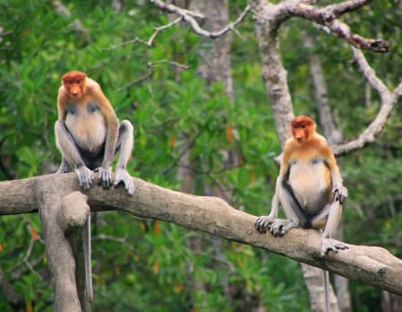 Bako National Park