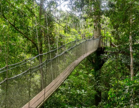 Canopy Walk - Mulu National Park