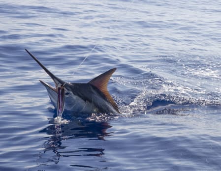 Deep Sea Fishing off Mauritius