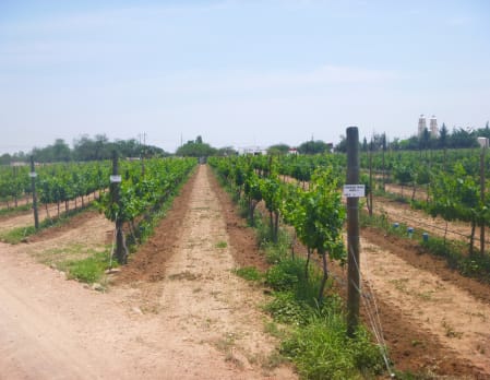 Boutique Vineyards of San Miguel de Allende
