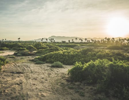 Desert Oasis Sierra La Laguna