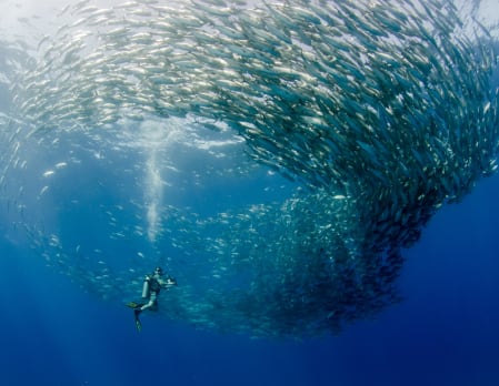 Guided Experience to Cabo Pulmo Marine Park