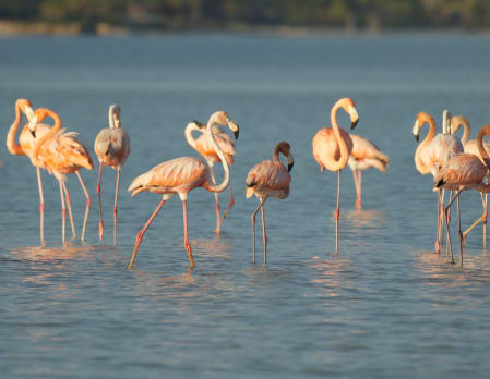 Merida Private City Tour & Celestun Biosphere Reserve