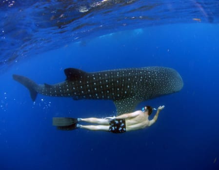 Snorkel with whale sharks