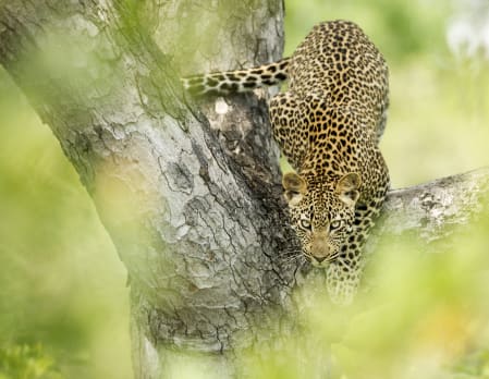 Limitless Mozambique and South Africa