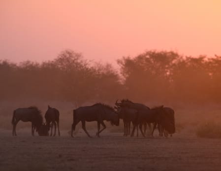 Safarihoek Lodge