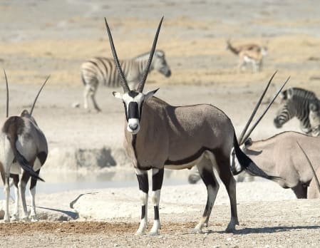 Game drive in Etosha National Park
