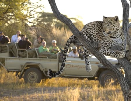 Leopard tracking at Okonjima