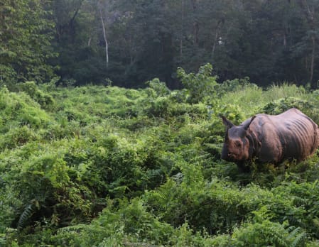 Game drives in Chitwan National Park