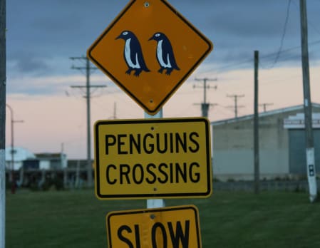 Blue Penguins at Oamaru - Evening viewing Premium Entry - Shared