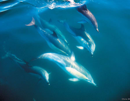 Dolphin Encounter off the coast of Kaikoura - Shared
