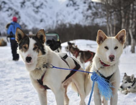 Husky Sledding Excursion at the Snow Hotel