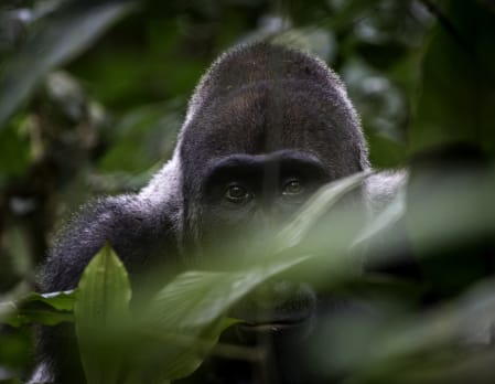 West African Gorilla Safari