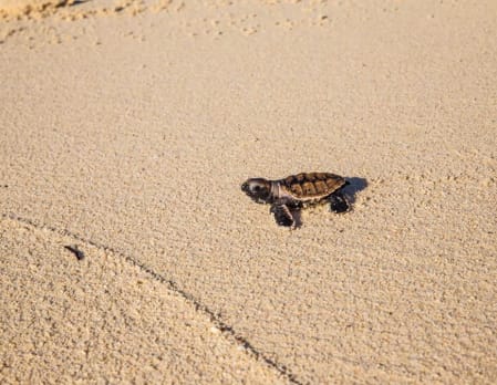 Witness the Turtle Hatching Season at Denis Island