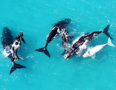 Flight over Walker Bay