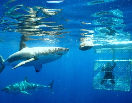 Great White Shark Cage Diving