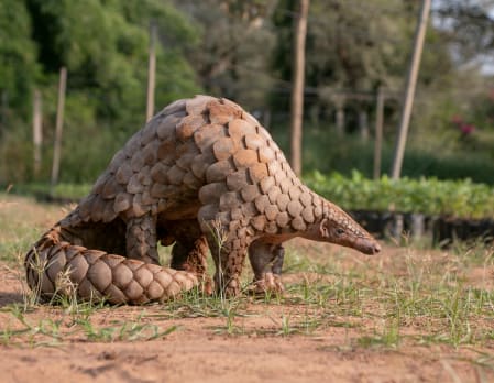 Pangolin Rehabilitation Experience