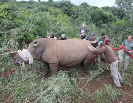 Rhino Conservation Safari