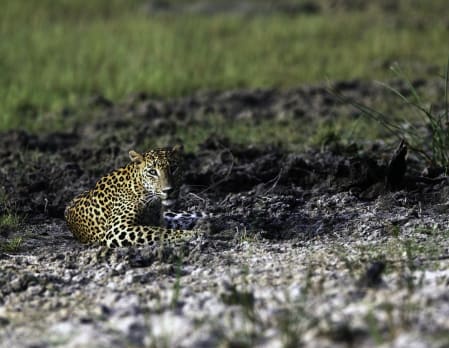 Leopard Trails - Wilpattu National Park