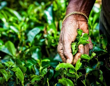 A Southern Blend - Visit a Tea Plantation