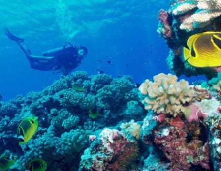 Diving at Fundu Lagoon