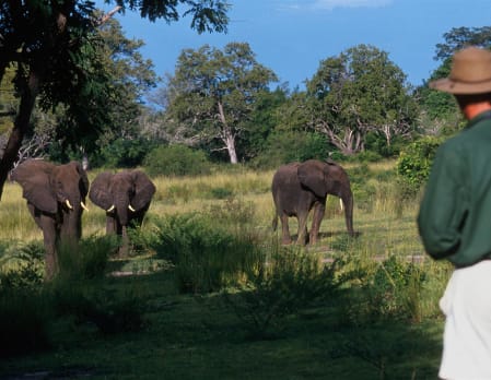 Selous walking safari