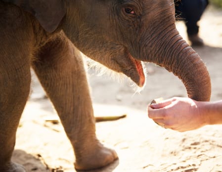 Anantara, Golden Triangle - Mahout Experience