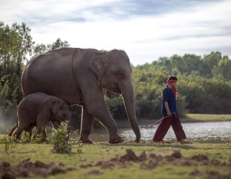 Anantara, Golden Triangle - Walking with Giants