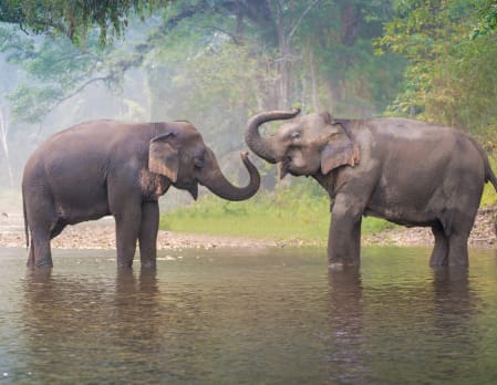 Four Seasons, Golden Triangle - Elephant Bathing