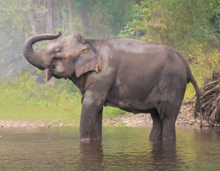 Four Seasons, Golden Triangle - My Elephant and I
