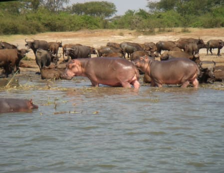 Boat Cruise on the Kazinga Channel