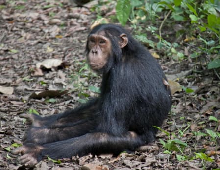 Chimp Trekking