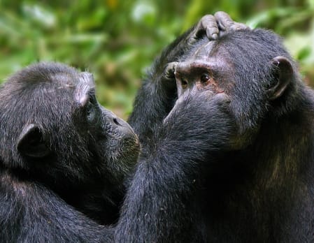 Chimpanzee close up