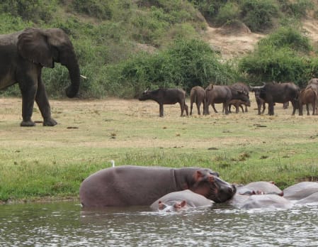 Game Drives - Queen Elizabeth National Park